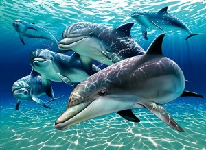 dolphin01