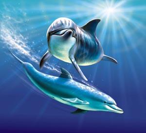 dolphin02